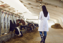 Program Aims to Attract Veterinary Students to Rural Alberta